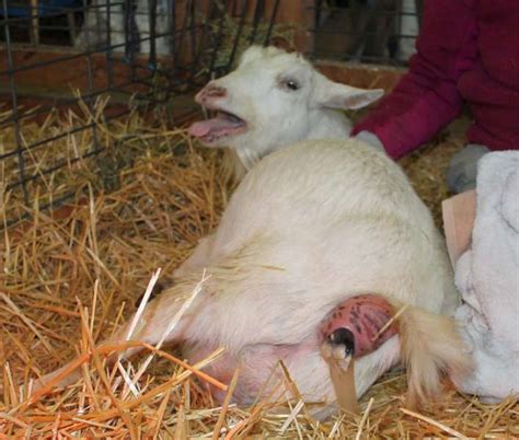 Interactions with the Rural Environment: Goat Birth in Countryside Communities