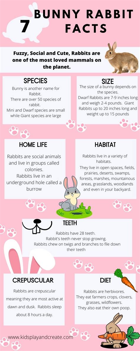 Interesting Facts About Bunny Glamazon