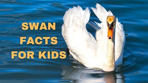 Interesting Facts About Swan Ahe