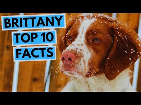 Interesting Facts and Trivia about Brittany Lauryn