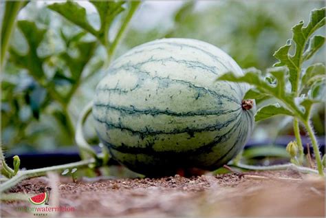 Interesting Tidbits about Watermelons: Surprising Facts for Fruit Enthusiasts