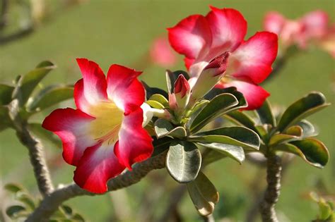 Interesting Trivia about Desert Rose