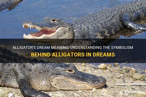 Interpretation of alligator dreams: Understanding the symbolism