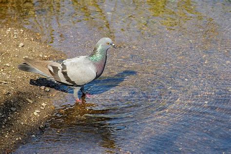 Interpretations of Dreams: Cultural Perspectives on Birds Quenching their Thirst