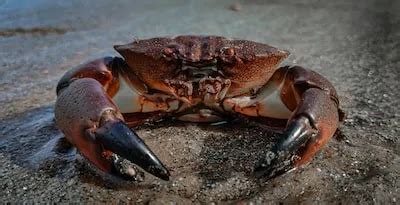 Interpreting Crab Picking Dreams: Tips and Considerations for Self-Reflection