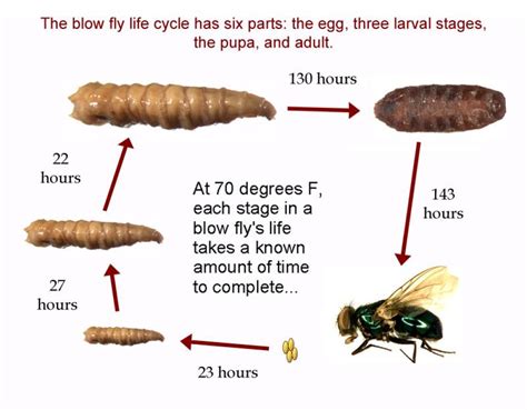 Interpreting Maggots as a Reflection of Inner Decay