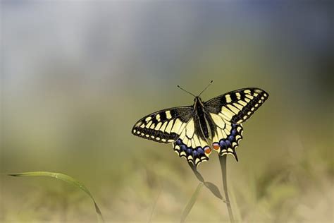 Interpreting Symbolic Meanings of Familiar Insects: Understanding the Significance Behind Bug Encounters