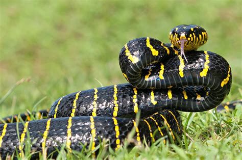 Interpreting the Dream: Yellow Black Snake as a Symbol of Equilibrium