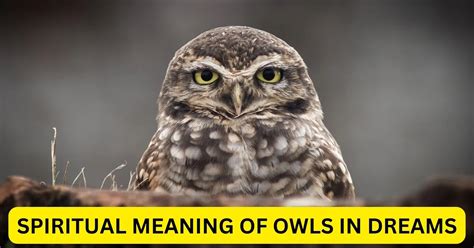 Interpreting the Significance of Observing Owls Strolling