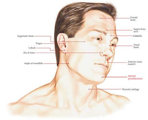 Interpreting the Significance of a Peculiar Protuberance on Your Spinal Area: Decoding Hidden Messages and Assessing Possible Concerns