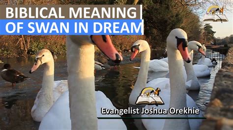 Interpreting the Symbolism and Meanings of Swans in Dreams