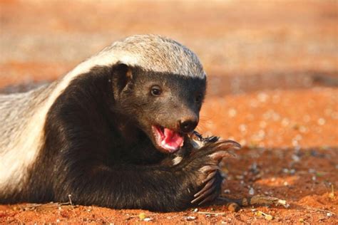 Intrigued by the Fearless Honey Badger: Exploring Its Remarkable Adaptations