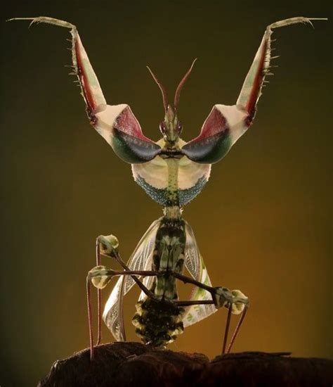 Intriguing Portrayals of a Magnificent Insect in the Fantastic Realm