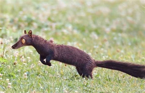 Intriguingly Rare: The Elusive Nature of the Enigmatic Dark Weasel