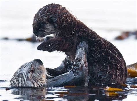 Introducing the Adorable Titanic Creatures - Charming Offspring of the Mighty Arctic Pioneers