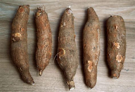 Introduction to Cassava Stem