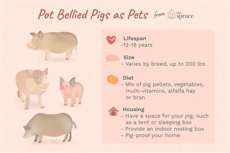 Introduction to Health Care Basics for Pet Pigs