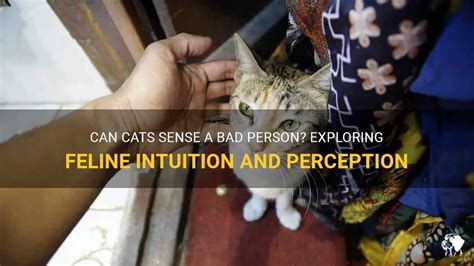 Intuition and Psychic Abilities: Exploring the Link Between Feline Tongue Affections and Extrasensory Perception