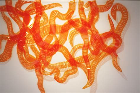 Investigating the Connection between the Enigmatic Orange Worm and Its Environment