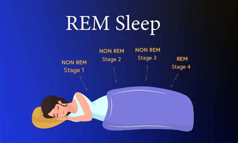 Investigating the Role of REM Sleep in Cats