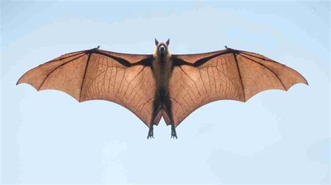 Is Dreaming of an Encounter with a Bat a Positive or Negative Sign?