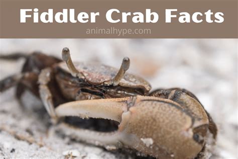 Is Having a Pet Crab the Right Choice for You?