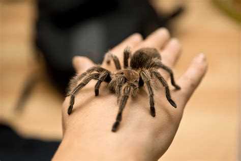 Is a Pet Tarantula the Right Choice for You? How to Make an Informed Decision