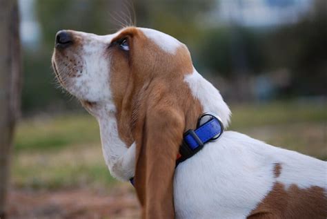 Is a Rabbit Hound the Perfect Companion for You?