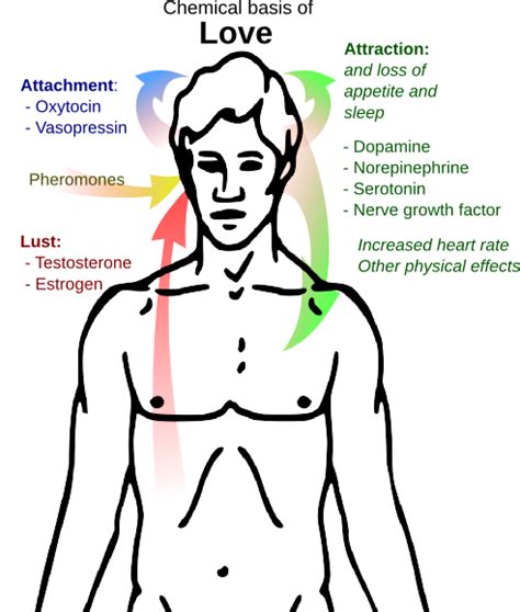 Is there a biological basis for attraction to relatives?