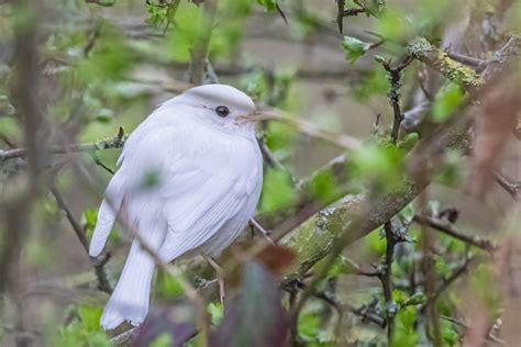 It's Time to Discover the Rare and Majestic White Robin