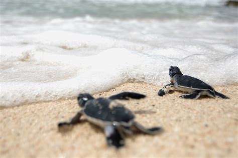 Journey to the Nesting Beach: An Adventurous Expedition