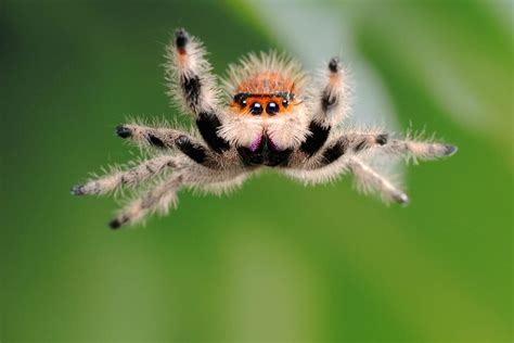 Jumping Spiders in Popular Culture: Their Influence in Art, Literature, and Films