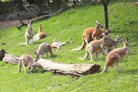 Kangaroos' Social Structure and Community Dynamics