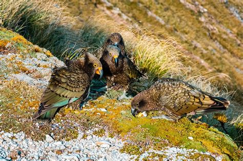 Kea vs. Kiwi: Unraveling the Contrasts between Two Distinctive Birds of New Zealand