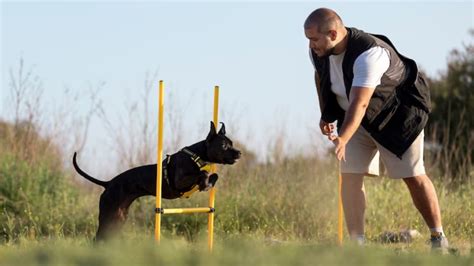 Keeping Your Big Dog Active: Engaging Physical Exercises to Keep Them Happy and Stimulated