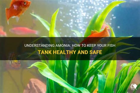 Keeping Your Fish Tank Healthy: Strategies for Preventative Care