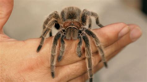 Keeping the Majestic Rose Tarantula as a Pet: Tips and Considerations