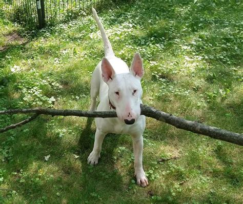 Keeping your White Bull Terrier Healthy: Essential Care Guidelines