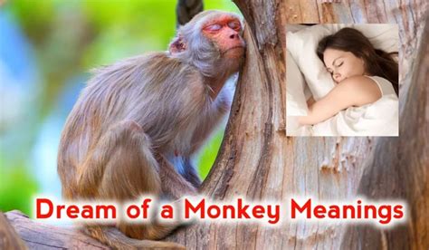 Key Strategies for Decoding and Examining Monkey Dreams