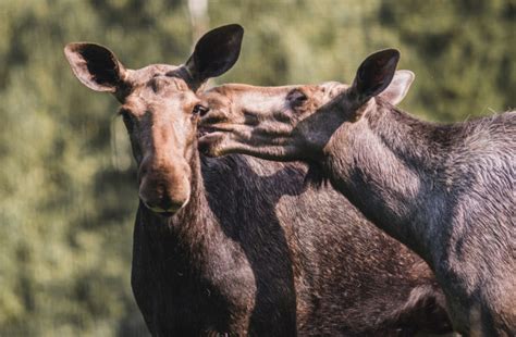 Kissing Rituals: Discovering the Cultural Significance of Animal Smooches