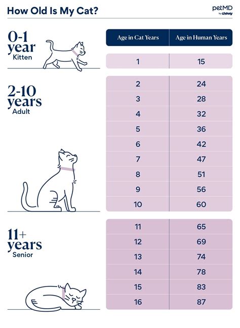 Kitty Cat's Age and Personal Life