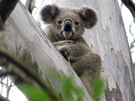 Koalas in Peril: Uncovering the Challenges and Threats They Face