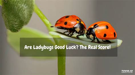 Ladybug: A Bearer of Good Fortune and Luck