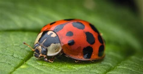 Ladybugs as Symbols of Good Fortune and Protection