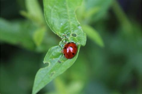 Ladybugs in Dreams: Fortune and Safeguard