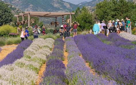 Lavender Festivals: Embracing the Timeless Elegance of this Enchanting Shade