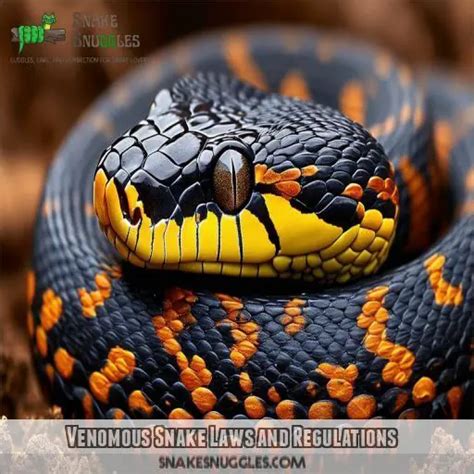 Legal Considerations: Laws and Regulations Regarding Snake Ownership