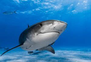 Legal Considerations and Permits for Acquiring a Shark Companion