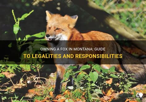 Legalities and Regulations of Owning a Fox