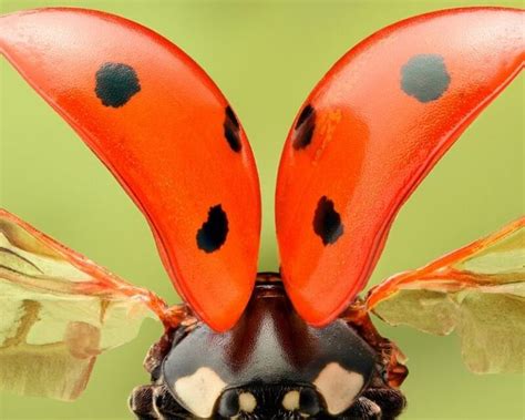 Legends and Folklore: Ancient Beliefs about the Mystical Azure Ladybug